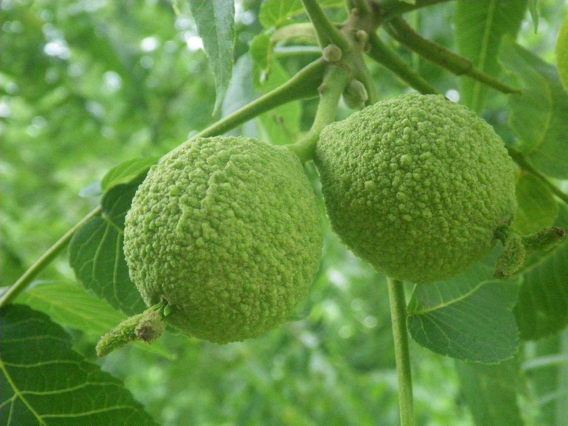 eastern black walnut